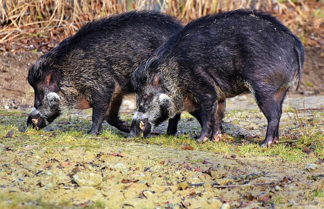 boar-3214069_640