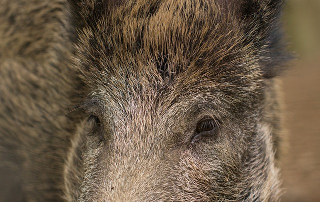 pig-948600_640