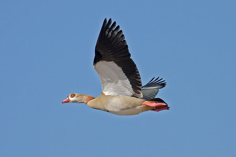 Foto’s wikimedia nijlgans