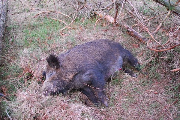 Afrikaanse Varkenspest (AVP) Wild zwijn