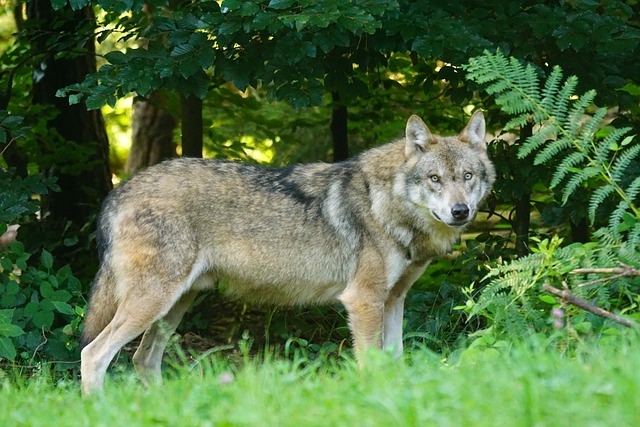 Foto wolf 1