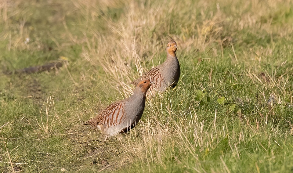 Foto patrijs koppel