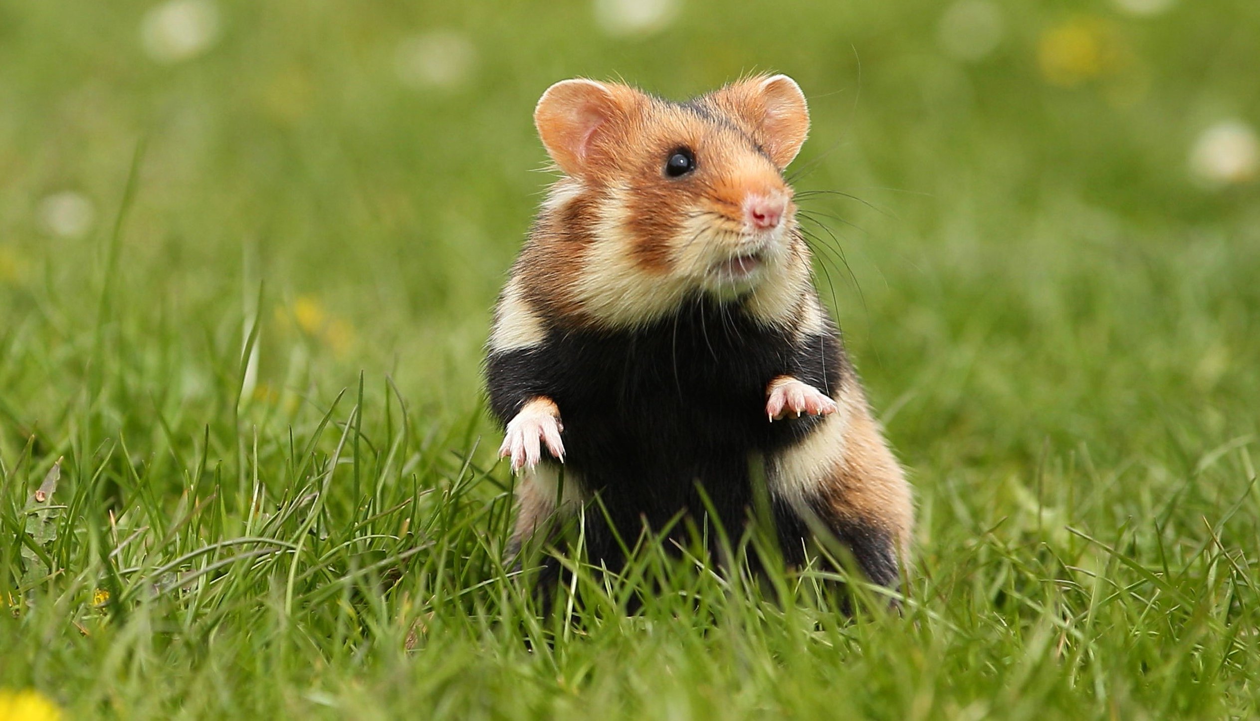 europese-hamster-op-een-bloeiende-weide rechts